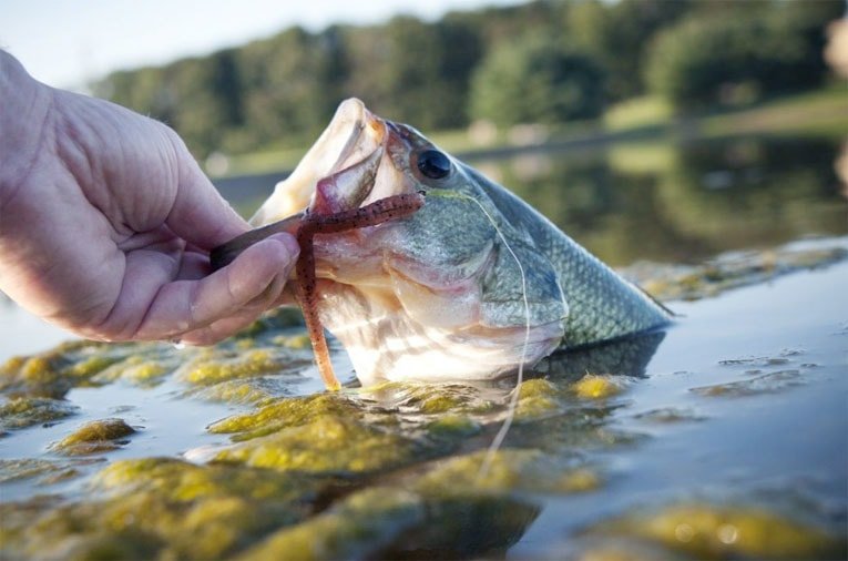 All Freshwater Lures